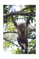 Orangutan at Sarawak